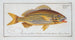 Anthias formosus Le Grondin - Marcus Elieser Bloch — Ansicht des Kunstwerks