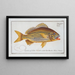 Anthias formosus Le Grondin - Marcus Elieser Bloch — gerahmtes Bild an der Wand