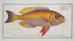Marcus Elieser Bloch - Anthias macrophthalmus The goggleeyed Grunt.webp