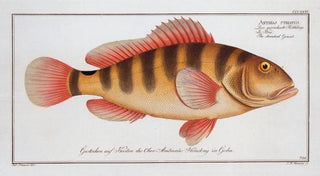 Marcus Elieser Bloch - Anthias striatus The streaked Grunt.webp