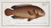 Anthias testudineus, der schildkrötenfisch - Marcus Elieser Bloch — Ansicht des Kunstwerks