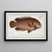 Anthias testudineus, der schildkrötenfisch - Marcus Elieser Bloch — gerahmtes Bild an der Wand