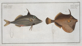 Marcus Elieser Bloch - Balistes Tomentosus The Little OldWife 2 Balistes biaculeatus.webp