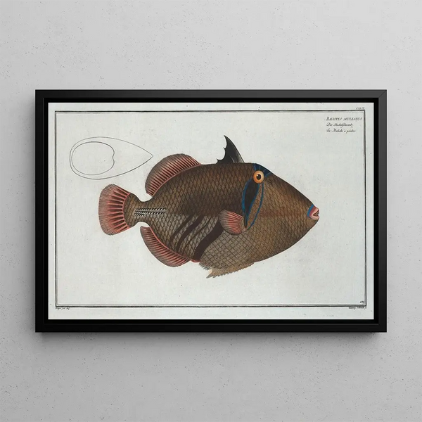 Balistes aculeatus - Marcus Elieser Bloch — gerahmtes Bild an der Wand