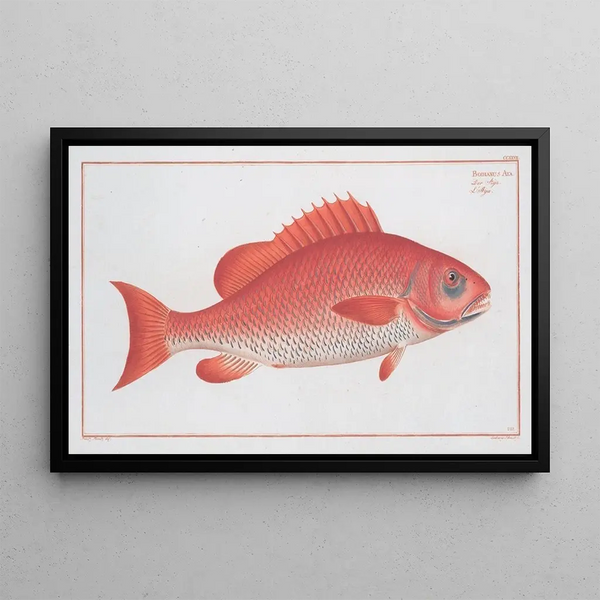 Marcus Elieser Bloch - Bodianus Aya.webp