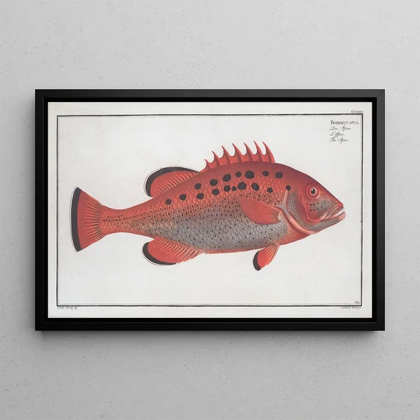 Bodianus apua L'Reproduktion - Marcus Elieser Bloch — gerahmtes Bild an der Wand