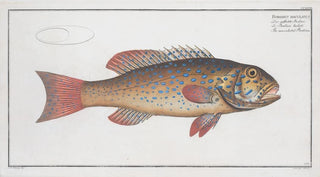 Marcus Elieser Bloch - Bodianus maculatus The maculated Bodian.webp