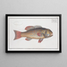 Bodianus maculatus Le Bodian maculé - Marcus Elieser Bloch — gerahmtes Bild an der Wand