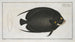 Chaetodon Paru, der bunte Kaiserfisch - Marcus Elieser Bloch — Ansicht des Kunstwerks
