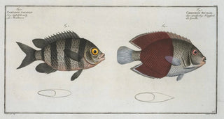 Marcus Elieser Bloch - Chaetodon bicolor 2 Chaetodon saxatilis.webp