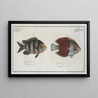 Marcus Elieser Bloch - Chaetodon bicolor 2 Chaetodon saxatilis.webp