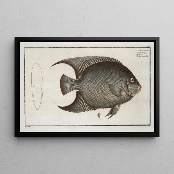 Chaetodon ciliaris Der Haarige Anemonenfisch - Marcus Elieser Bloch — gerahmtes Bild an der Wand