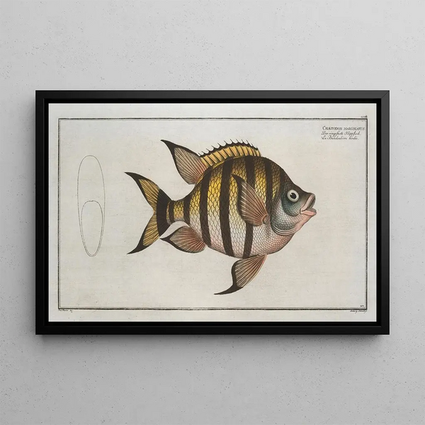 Chaetodon marginatus - Marcus Elieser Bloch — gerahmtes Bild an der Wand