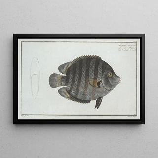 Marcus Elieser Bloch - Chaetodon suratensis.webp