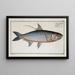 Clupea cyprinoides, des Tiefseefisches - Marcus Elieser Bloch — gerahmtes Bild an der Wand