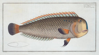 Marcus Elieser Bloch - Coryphaena pentadactyla.webp