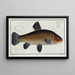 Cyprinus tinca, die Schleie - Marcus Elieser Bloch — gerahmtes Bild an der Wand