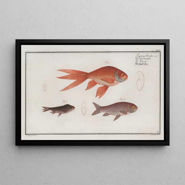 Cyprinus Auratus var Le Poisson Rouge - Marcus Elieser Bloch — gerahmtes Bild an der Wand