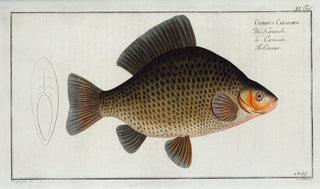 Marcus Elieser Bloch - Cyprinus Carassius The Crucian.webp