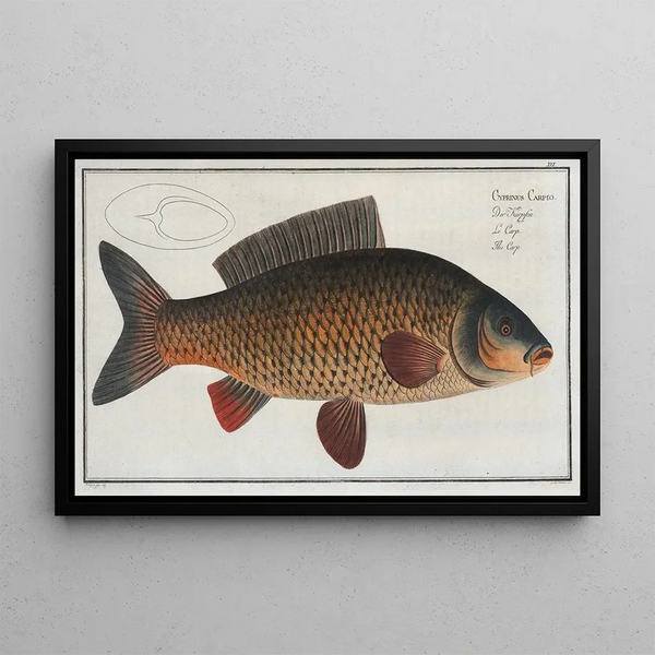 Cyprinus carpio La carpe - Marcus Elieser Bloch — gerahmtes Bild an der Wand