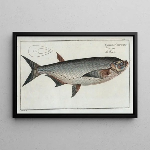 Cyprinus Cultratus, die Karpfen-Keule - Marcus Elieser Bloch — gerahmtes Bild an der Wand