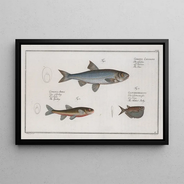 Cyprinus Leuciscus Le Dace 2 Cyprinus Aphya Le Spirling 3 Gasteropelecus Le HatchetBelly - Marcus Elieser Bloch — gerahmtes Bild an der Wand