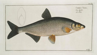 Marcus Elieser Bloch - Cyprinus Vimba The Vimba.webp