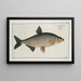 Cyprinus Vimba Le Vimba - Marcus Elieser Bloch — gerahmtes Bild an der Wand