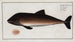 Delphinus Phocoena Le Marsouin - Marcus Elieser Bloch — Ansicht des Kunstwerks