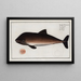 Delphinus Phocoena Le Marsouin - Marcus Elieser Bloch — gerahmtes Bild an der Wand