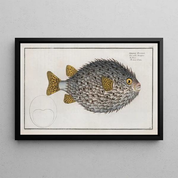 Diodon hystrix, der runde Diodon - Marcus Elieser Bloch — gerahmtes Bild an der Wand