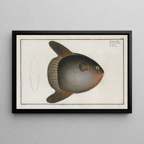 Diodon Mola, der Mondfisch - Marcus Elieser Bloch — gerahmtes Bild an der Wand