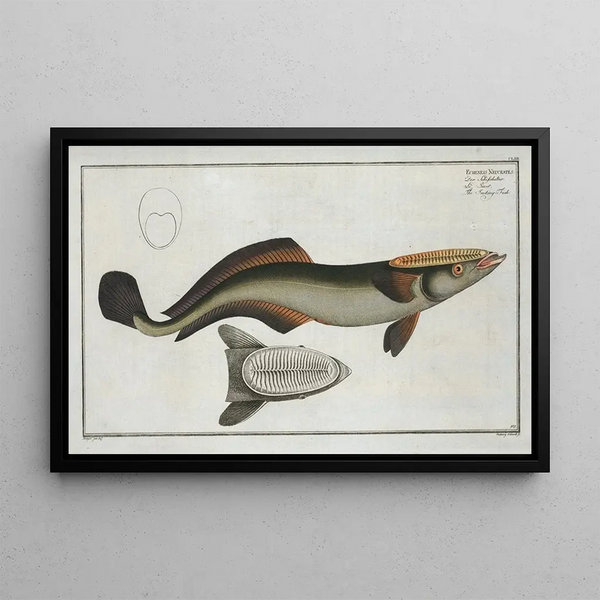 Marcus Elieser Bloch - Echeneis Neucrates The SuckingFish.webp
