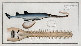 Marcus Elieser Bloch - Embrio Squali Pristis The SawFish.webp
