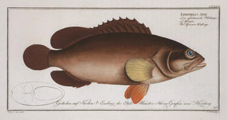 Marcus Elieser Bloch - Epinephelus Afer The Africain Walleye.webp