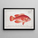 Epinephelus ruber Der Rotwalleye - Marcus Elieser Bloch — gerahmtes Bild an der Wand