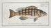 Epinephelus striatus Der gestreifte Goldbrasse - Marcus Elieser Bloch — Ansicht des Kunstwerks