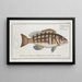 Epinephelus striatus Der gestreifte Goldbrasse - Marcus Elieser Bloch — gerahmtes Bild an der Wand