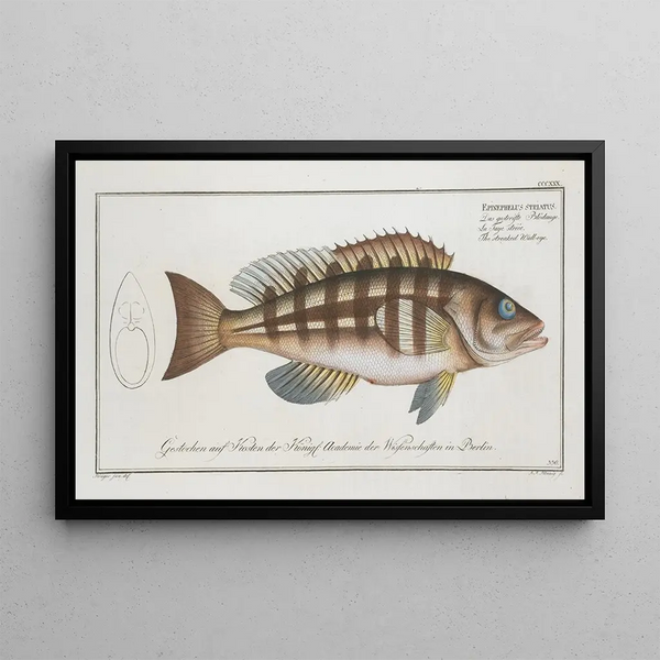 Marcus Elieser Bloch - Epinephelus striatus The streaked Walleye.webp