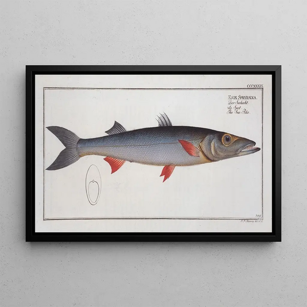 Esox Sphyraena, der Meereshecht - Marcus Elieser Bloch — gerahmtes Bild an der Wand