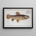 Esox malabaricus Der Malabar-Peilfisch - Marcus Elieser Bloch — gerahmtes Bild an der Wand