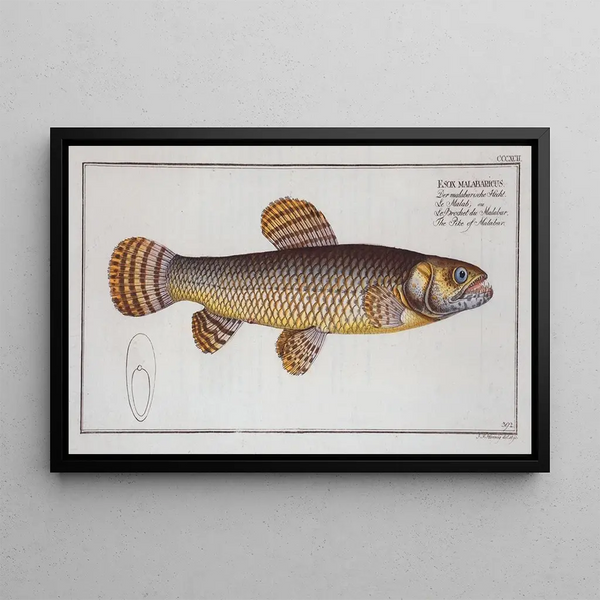 Esox malabaricus Der Malabar-Peilfisch - Marcus Elieser Bloch — gerahmtes Bild an der Wand