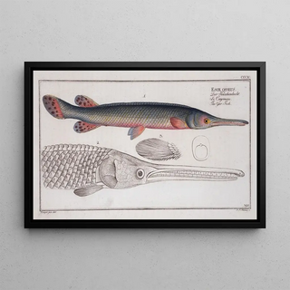 Marcus Elieser Bloch - Esox osseus The GarFish.webp