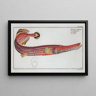 Marcus Elieser Bloch - Fistularia chinensis The Trumpet.webp
