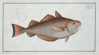 Marcus Elieser Bloch - Gadus Barbatus The Whiting Pout.webp