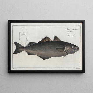 Marcus Elieser Bloch - Gadus Carbonarius The Coal Fish.webp