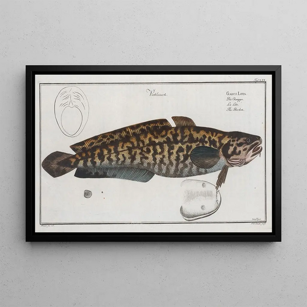 Gadus Lota La Lotte - Marcus Elieser Bloch — gerahmtes Bild an der Wand