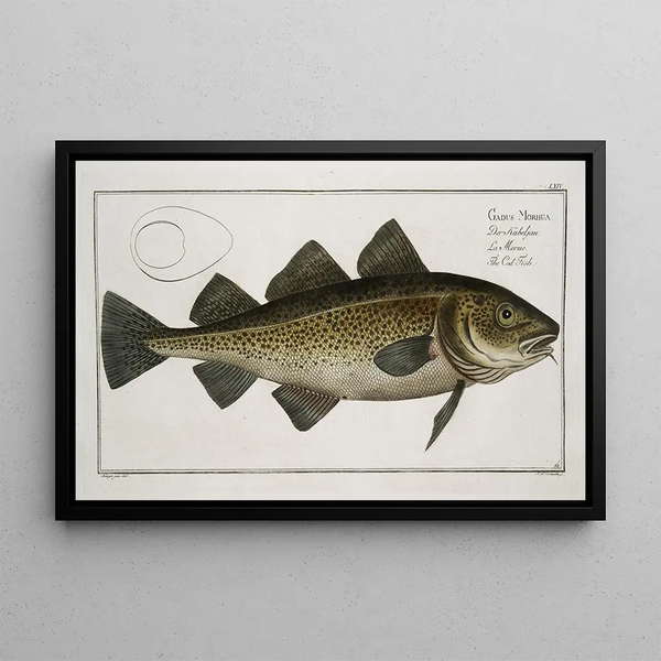 Gadus morhua, der Kabeljau - Marcus Elieser Bloch — gerahmtes Bild an der Wand