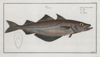 Marcus Elieser Bloch - Gadus Pollachius The Pollack.webp