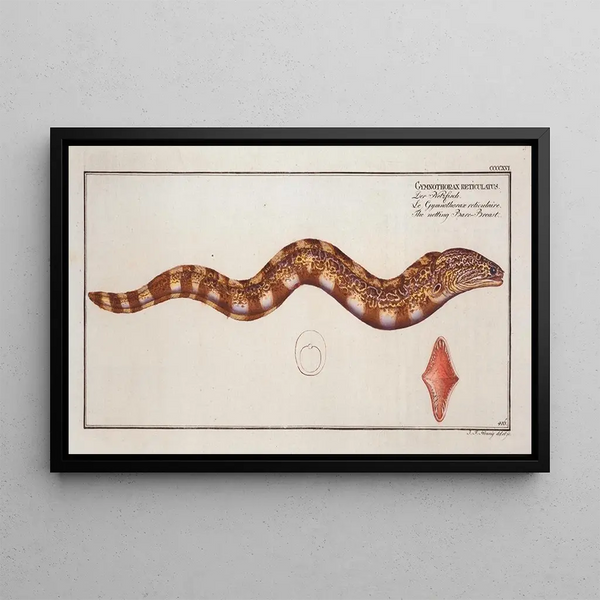 Gymnothorax reticulatus reticularis Der Fisch Nackte Brust - Marcus Elieser Bloch — gerahmtes Bild an der Wand